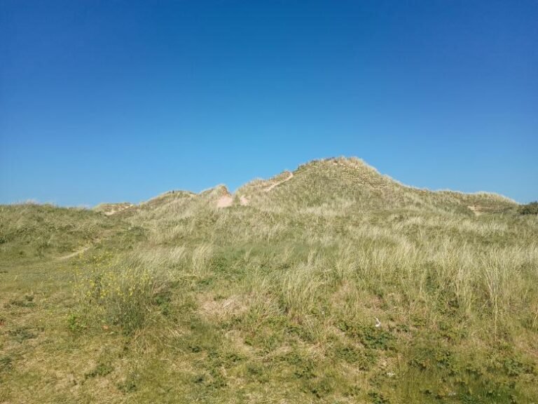 beach dunes